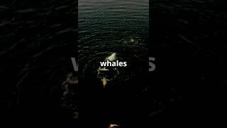 Bowhead Whales The Secret to Immortality facts goldenfish marinelife fish underwaterworld [upl. by Spindell]