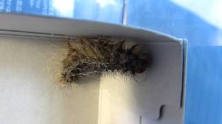 Timelapse of Gypsy Moth Larva Cocooning マイマイガ（蛾）幼虫の繭作り【50倍速映像】 [upl. by Ffirahs943]