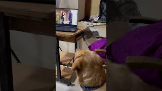 Little John watching the baby crying scene in laptop labrador shorts [upl. by Aholah]