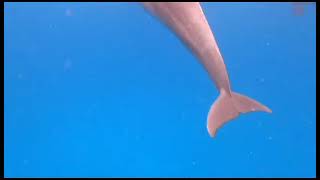 Mnemba island Dolphins and snorkeling [upl. by Odella]