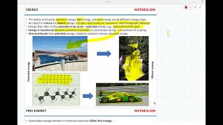 Week 6  Metabolism Enzymes [upl. by Eamon]