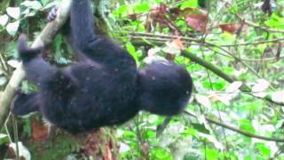 Bwindi Mountain Gorilla Babies [upl. by Sheffie]