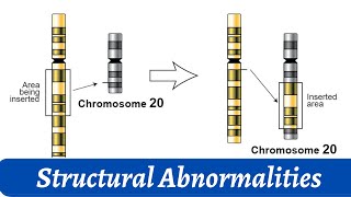 Structural Abnormalities Of Chromosomes  Chromosomal study  Histology [upl. by Ebbarta]