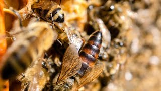 Honeybee Queen making a tooting sound [upl. by Huff]