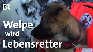 Lebensretter auf 4 Pfoten Vom tapsigen Welpen zum Trümmerhund  Schwaben amp Altbayern  BR [upl. by Milman]