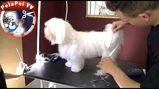 APRENDE FÁCILMENTE PELUQUERÍA CANINA con ARTERO INTERNATIONAL ACADEMY [upl. by Daveen]