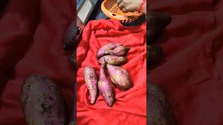 New trick to roast sweet potatoes shorts ytshorts sweetpotato sweetpotatorecipes recipe [upl. by Kosiur697]