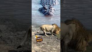 Crocodile stalking Lion crocodile lion [upl. by Miyasawa]