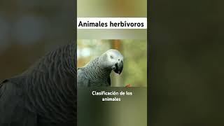 Animales herbívoros youtubeshorts animales eduacion educacionprimaria [upl. by Suiram]