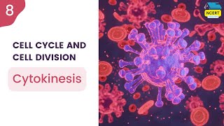 Cytokinesis  Cell Cycle and Cell Division Class 11 Chapter 10 ncertdecode biology [upl. by Zizaludba]