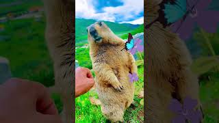 Marmot edited video for fun purpose only 1 [upl. by Wyne]