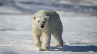 Polar bear encounters in SvalbardIsbjørn på Svalbard [upl. by Yraccaz986]