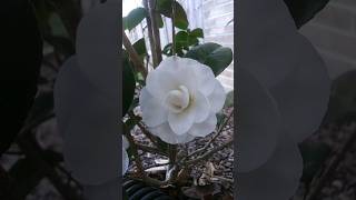 Camellia Japonica Nuccios Gem Gardens and Palms [upl. by Namso]