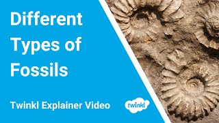 What Are Fossils How Are Fossils Formed [upl. by Adnical]