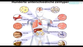 Das Blut  Leukämie und Lymphome  MINI MED Studium mit AssProf PrivDoz Dr Stefan Wöhrer [upl. by Orna]