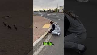 Helping ducks up from a busy curb 🥰 [upl. by Diego]