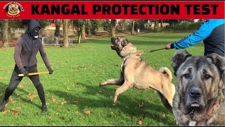 Turkish Shepherd Starts Protection Training kangal sivas [upl. by Heman561]