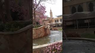 cherryblossoms cherryblossomsafterwinter fountain asmr shortsvideo [upl. by Nirred357]