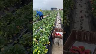 Mexicanos piscando fresas trabajo fruit agriculture agricultura farming hardwork shorts [upl. by Alison]