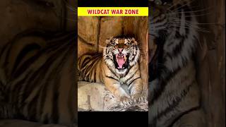 Siberian Tiger vs Bengal Tiger Epic Showdown 🐯🔥 shorts tiger bengaltiger siberiantiger fight [upl. by Malek]