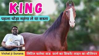 Stallion  KING Little Forest Stud Farm  Bhilwara  9091800009 [upl. by Zoldi]