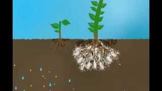 Mycorrhizae Helps Reduce Nutrient Run Off [upl. by Fox]