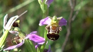 Ardèche Soyons  Sortie ORCHIDÉES [upl. by Husein757]