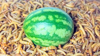 10 000 MEALWORMS VS WHOLE WATERMELON MEALWORMS EATING WATERMELON [upl. by Tumer123]