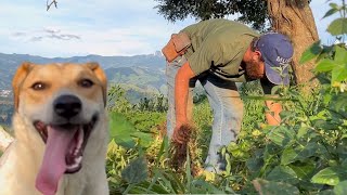 COLHEITA DO FEIJÃO DAS ÁGUAS  VIRADO DE FEIJÃO VERDE  ALIMENTO DIS ANTIGOS [upl. by Aiynot]