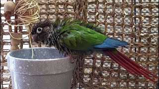 conure parakeet sounds for lonely birds to make them happy [upl. by Devinne]