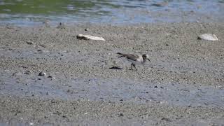 biegus mały  Temmincks stint  Calidris temminckii [upl. by Hamimej]