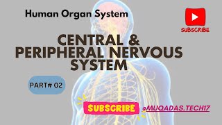 Peripheral Nervous System  Central Nervous System Continue  Nerves of PNS  CNS amp PNS [upl. by Omoj508]