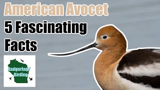 American Avocet 5 Fascinating Facts [upl. by Rotkiv]