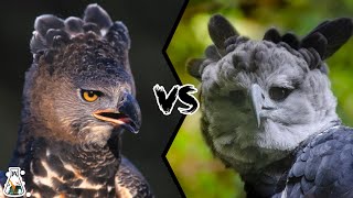 CROWNED EAGLE VS HARPY EAGLE  Which is The Strongest [upl. by Aicina]