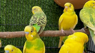 Cute Budgies Chirping 2 Hours of Relaxing Parakeet Sounds to Reduce StressSinging a Birds [upl. by Adnoved]