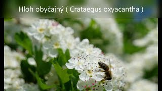 Hloh obyčajný lat Crataegus oxyacantha [upl. by Oguh22]