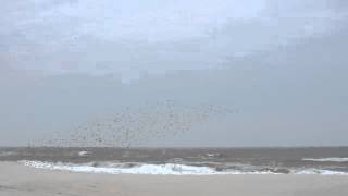 Plover Birds flying in formation [upl. by Dayir]