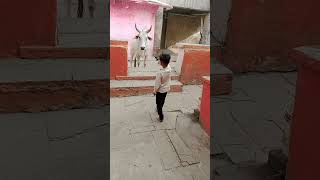 cow animals cute funny YouTube short viral video [upl. by Ardua]