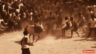 Jallikattu Kaalaiyan Appu Video [upl. by Ecerahs]