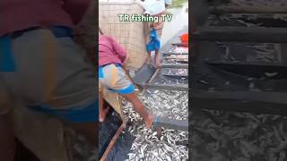 বানার ঘরের পাড়া সেট করে মাছ শিকার করা banar ghere mac sikar korafishingTR fishing TV [upl. by Krever502]