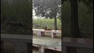 Grooming and life at Cremation Ground in Bahraichgrooming monkey life culture society thoughts [upl. by Okkin16]