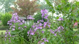 Gewöhnliche Nachtviole  eine insektenfreundliche Gartenpflanze  2023 [upl. by Yrok]