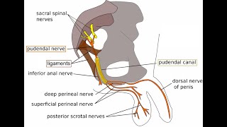 The pudendal canal Anatomy or the Alcocks canal formed in the obturator fascia [upl. by Rosenfeld]