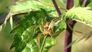 Gerandete Jagdspinne Dolomedes fimbriatus [upl. by Etra]