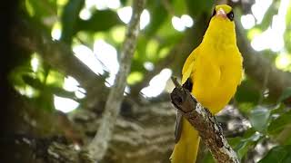 Black naped oriole Oriolus chinensis sound call and song [upl. by Taro]