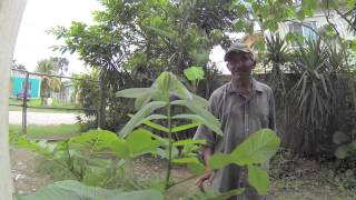 Loving Belize Episode 12  Tourist Advice Whirlwind tour of Belize [upl. by Ysus]