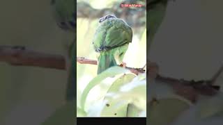 Coppersmith barbet bird Call तांबट पक्षी [upl. by Ahsropal]