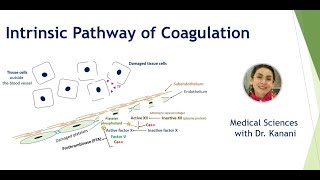 Intrinsic Pathway of Coagulation [upl. by Sheridan]