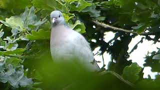 Stock dove [upl. by Willette]