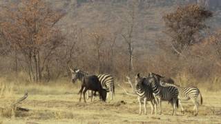 The Marataba Safari Lodge Experience [upl. by Hsetirp]